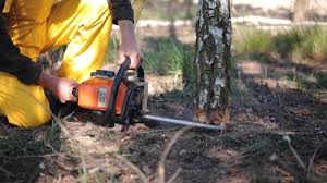 Best Organic Lawn Care Solutions  in Staten Island, NY