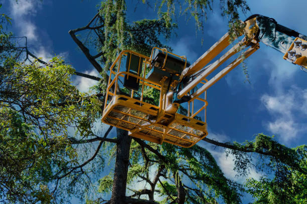 Best Tree Cabling and Bracing  in Staten Island, NY