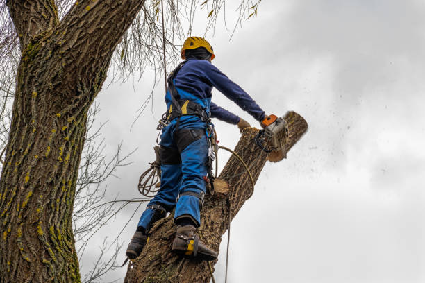 Best Tree Maintenance Programs  in Staten Island, NY