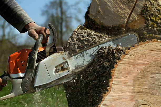 Best Pest Control for Lawns  in Staten Island, NY